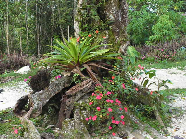 Bromelia-Centro-Tursitico-Cachote