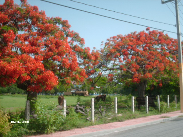 Flamboyan-Barahona