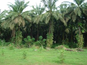 Highway-Santo-Domingo-Samana