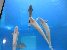 Aquarium Santo Domingo 1