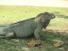 Aquarium Santo Domingo Iguana