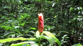 Los Haitises Park Flower