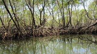 Los Haitises Park Mangrove