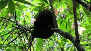 Los Haitises Park Termite