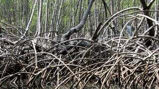 Los Haitises Park mangrove 1